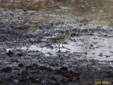 Calidris pugnax