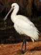 Platalea leucorodia