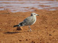 Larus audouinii