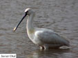 Platalea leucorodia