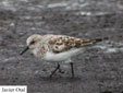 Calidris alba