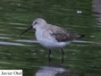 Calidris ferruginea