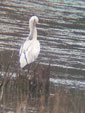 Platalea leucorodia