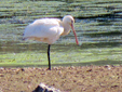 Platalea leucorodia