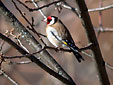 Carduelis carduelis