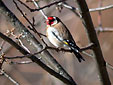 Carduelis carduelis